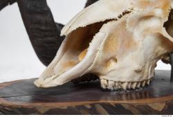 Photo Textures of Mouflon Skull 